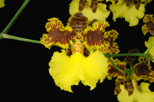 Oncidium Mantinii Santa Barbara